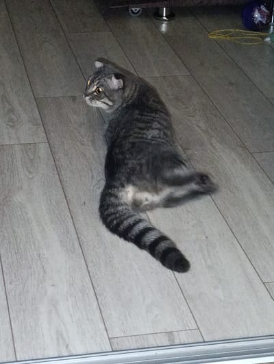 A grey tabby cat is lying on a light wood-plank floor. The cat is in profile, facing left, with its tail curled around its body. Its fur is striped with darker grey markings. The cat's eyes are open and glowing yellow. The floor is made of laminate or wood and appears to be in a home. There are some blurry objects in the background, including what looks like a piece of furniture with a metallic leg and a colorful ball. The lighting suggests an indoor environment, possibly daytime with artificial light. The scene is devoid of human presence. The image appears to be a casual snapshot of a pet.