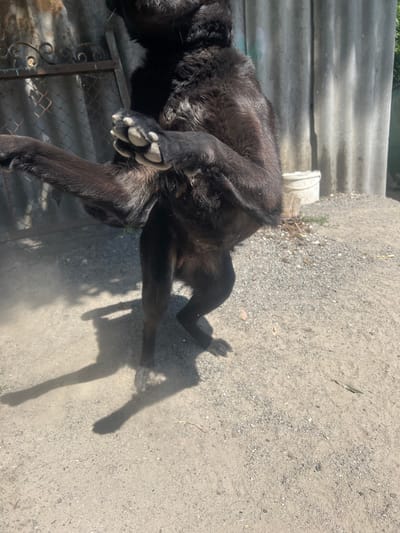 In Zviahel, Ukraine, a black dog stands on its hind legs in a dusty, gravel-covered outdoor area. The dog's front paws are raised, and its body is angled upwards. Behind the dog, a corrugated metal fence and a grey corrugated metal wall are visible. A white bucket sits on the ground near the wall. The scene is illuminated by bright sunlight, casting shadows on the ground.