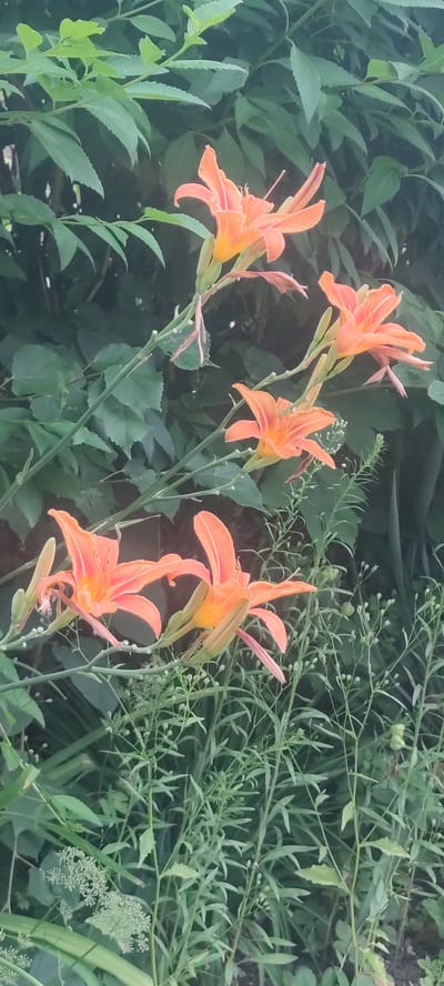 This is a vertical, medium-shot, outdoor photograph of several bright orange daylily flowers in bloom, set against a backdrop of lush green foliage. The daylilies are the primary subjects, with multiple blossoms and buds visible on slender green stems. Some of the petals are unfurled, revealing their vibrant orange hues and delicate patterns, while others are still in bud form, hinting at future blooms. The background is a dense composition of various green leaves and stems, creating a natural, garden-like setting.
The lighting suggests it is daytime, likely with soft, diffused light, as there are no harsh shadows. The overall mood is serene and natural, emphasizing the beauty of the flowers. The image appears to be taken in a garden or a natural setting, possibly in Liebenburg, Germany, given the context. There is no visible text in the image. The focus is sharp on the flowers in the foreground, with the background foliage slightly blurred, drawing the viewer's attention to the delicate details of the daylilies.
