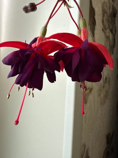 This is a close-up, eye-level, indoor photograph of two fuchsia flowers hanging downwards. The flowers have bright red outer petals and deep purple inner petals. The stamens are pink, with golden anthers on the left flower and what appear to be darker anthers on the right flower. A dark, fuzzy bud is visible in the upper left corner. The background is divided into a white area on the left and a textured, muted brown area on the right, suggestive of an indoor setting near a window. No people are present in the image. The location of Kandry, Russia is not depicted or suggested by the image content.