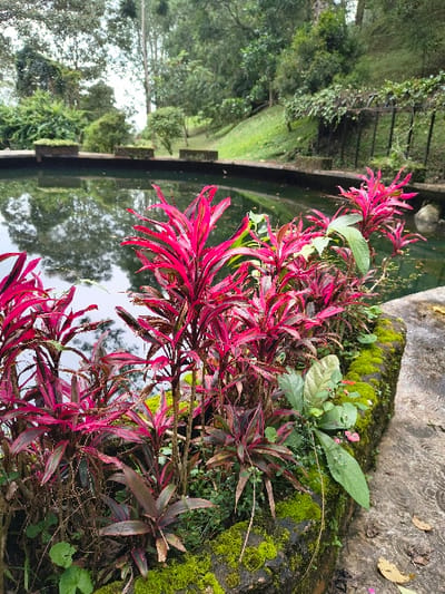 The media file displays a serene natural landscape, likely a garden or waterside area in Sindangjaya, Indonesia. The scene is dominated by lush vegetation and a tranquil body of water.
In the foreground and towards the right side, a vibrant cluster of plants with striking reddish-pink to deep red leaves is prominently featured. These plants, possibly a type of Cordyline or similar ornamental foliage, have long, slender leaves that create a dynamic splash of color against the greens of the environment. Interspersed among these red-leafed plants are smaller green plants and patches of bright green moss adhering to a dark, textured stone or concrete surface.
To the left and extending into the midground, a calm body of water, possibly a pond or slow-moving stream, is visible. The water reflects the soft, bright sky and the surrounding trees, creating a sense of depth. A dark, low wall or bank runs along the edge of the water, separating it from the grassy areas beyond.
Further into the background, a gently sloping grassy area leads up to more dense green foliage and trees, indicating a rich, verdant landscape. The overall lighting suggests daylight, possibly an overcast day, given the diffused light and lack of harsh shadows. The atmosphere is one of natural beauty and tranquility. There are no human figures or visible text in the image.