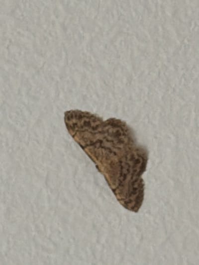 A small, mottled brown moth is resting on a textured, off-white surface, possibly paper or fabric. The moth is positioned diagonally, with its head to the right and its wings fanned out. The surface has a subtle texture, with slight undulations and shadows, suggesting it is not a perfectly flat or smooth material. The lighting appears to be soft and diffuse, casting minimal shadows. There are no other objects or subjects visible in the image, and the background is a uniform color and texture. The scene does not contain any information that would allow for its location in Stryi, Ukraine.