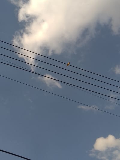 The scene depicts an outdoor environment in Njoro ward, Kenya, dominated by a clear blue sky with scattered white cumulus clouds. Five parallel dark-colored electrical or communication wires traverse horizontally across the upper two-thirds of the frame. A single small, bright yellow bird is perched on the second uppermost wire from the bottom, positioned approximately one-third from the right edge of the frame. The bird is facing towards the left. The lower left corner of the image shows a partial view of a sixth, lower wire. No other subjects or objects are discernible.