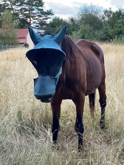 A brown horse wearing a fly mask stands in a dry, grassy field. The horse is facing the camera and its head is partially obscured by the mask. The background shows trees and a building with a red roof, suggesting a rural or suburban setting. The sky is partly cloudy. The location is specified as Courpière, France.