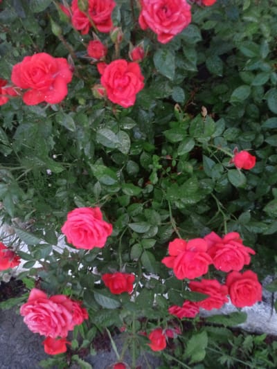 A close-up, vertical shot showcases a dense cluster of vibrant red roses amidst lush, dark green foliage. The roses, in various stages of bloom, are scattered throughout the frame, some fully open and others tightly budded. The leaves are wet, suggesting recent rain or dew, with water droplets visible on some of them. The background is filled with more greenery and glimpses of what appears to be a textured, light-colored surface, possibly a curb or wall, at the bottom of the image. The scene is likely a garden or park within Usman, Russia, given the prominent display of blooming roses. There are no people or animals visible in the image.