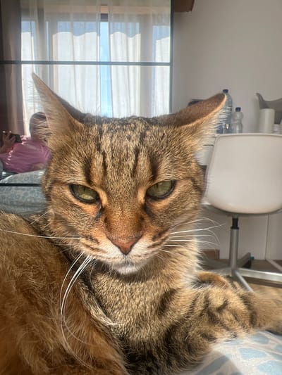 A close-up, portrait-oriented shot features a brown tabby cat lying down, its head tilted slightly, looking directly at the viewer. The cat's striking green eyes are open, and its prominent white whiskers fan out. Its fur shows distinct dark brown stripes and patches against a lighter brown and tan base, illuminated by strong sunlight that creates bright highlights and some shadows on its face and body.

In the background, a large window with white horizontal blinds is visible, letting in bright daylight. The sunlight creates distinct shadows from the blinds on an interior wall. Partially obscured by the cat's body and fur, the reflection or presence of a person in a pink top holding a smartphone can be seen near the window. Other background elements include a white chair or stool, and several plastic bottles on a surface. A light blue and white patterned fabric, possibly a pillow or blanket, is also visible. The scene takes place indoors during the daytime in Beverwijk, Netherlands. There is no visible text.