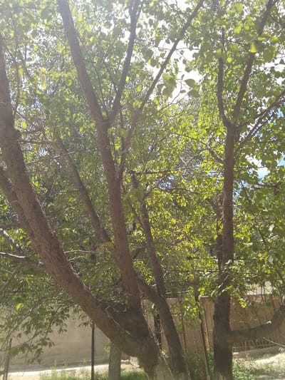 The image depicts a dense tree canopy with numerous branches and green leaves. Sunlight filters through the leaves, creating a dappled effect. In the background, a beige wall and a fence are visible. The scene appears to be outdoors, likely in a natural or park-like setting. There are no people or specific actions captured in the image. The overall impression is of a bright, sunny day with abundant foliage. The location of Muborak, Uzbekistan, is not explicitly evident from the visual elements in the image.