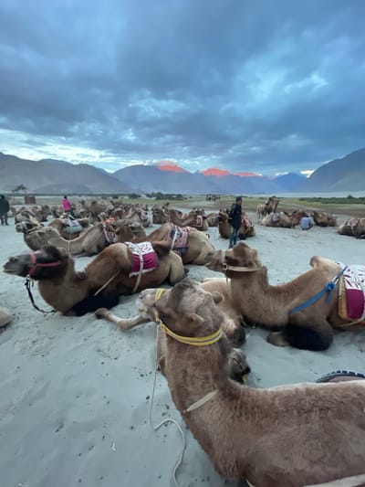 This image depicts a desert landscape in Hundar, India, during twilight. Numerous Bactrian camels are resting on a sandy ground, many adorned with colorful saddles and blankets. Several people are visible among the camels, some appearing to be handlers or tourists. In the background, mountains are silhouetted against a dramatic sky with dark, cloudy formations tinged with the warm glow of the setting sun. The scene suggests a popular tourist spot where camel rides are offered.