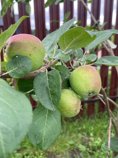 The image shows a close-up of unripe apples on a tree branch. Several green apples, some with reddish blush, are visible among lush green leaves. The background is blurred but shows a wooden fence with vertical planks and green grass. The scene appears to be in a garden or yard, consistent with a residential area in Solov'evka, Russia. There are no people or animals present in the image. The focus is on the natural elements of the apple tree.