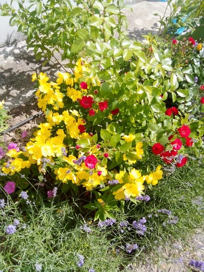 A close-up, high-angle shot captures a vibrant garden bed located in Zhmerynka, Ukraine, on a sunny day. The foreground is dominated by lush, green lavender plants with delicate purple blooms. Interspersed among the lavender and extending upwards are clusters of bright yellow flowers, likely Kerria japonica, and small, deep red roses. The background reveals more green foliage, some of which appears to be from a rose bush, and a grey, rough-textured surface, possibly a concrete path or wall, with dappled sunlight and shadow patterns. A thin, black hose snakes through the soil near the yellow flowers. The scene is a detailed snapshot of a well-maintained garden, showcasing a variety of flowering plants in full bloom under bright daylight conditions.