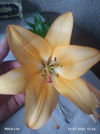 A close-up, high-angle shot shows an orange lily in full bloom, with a hand gently supporting one of its petals. The flower's center reveals its stamens and pistil. In the background, a decorative box with gold accents sits atop a textured surface, and green leaves emerge from behind the lily. The timestamp "14.07.2026 15:36" and "POCO C40" are visible in white text at the bottom of the image. The location of Letno-Hvalinskoe, Russia, is not present in the image.
