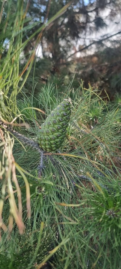 A close-up, low-angle, vertical shot captures a single, green pine cone nestled among lush green pine needles and branches. The pine cone, oriented diagonally with its tip pointing towards the left, is the primary subject. It exhibits a scaly texture with visible individual scales. The surrounding pine needles are fine and needle-like, some appearing sharp and pointed, creating a dense, verdant backdrop. The lighting suggests a daytime outdoor setting, possibly with dappled sunlight filtering through the foliage, creating areas of light and shadow. The background is out of focus, showing hints of tree trunks and a bright sky, further emphasizing the sharpness and detail of the pine cone and needles in the foreground. This image was taken in Dekhodzhy, Uzbekistan.