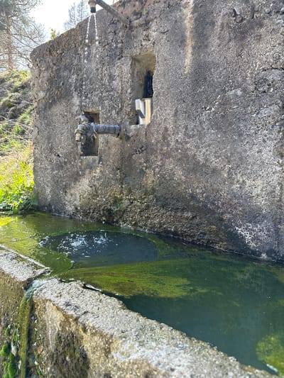 This image captures a weathered concrete public fountain in Srednogortsi, Bulgaria, under bright daylight. The primary structure is a roughly textured, grey concrete wall, exhibiting widespread moss and discoloration. From its top, a metal pipe extends horizontally, with water actively dripping in visible droplets into a rectangular, grey concrete trough below. Approximately midway down the main wall, a secondary metal faucet, wrapped with a white material, protrudes from a recessed niche; water also drips from this faucet into the trough. To the right of the faucet, a silver-colored metal cup with a handle is partially visible within another small, square recess in the wall. The concrete trough, forming the foreground, contains standing water with significant green algae growth covering the bottom and sides. Ripples and distinct splash patterns are visible where water impacts the surface. The foreground edge of the trough is also moss-covered. In the background, to the left, a sunlit hillside features sparse, dry grasses and leafless trees against a bright, clear sky. No individuals are present.