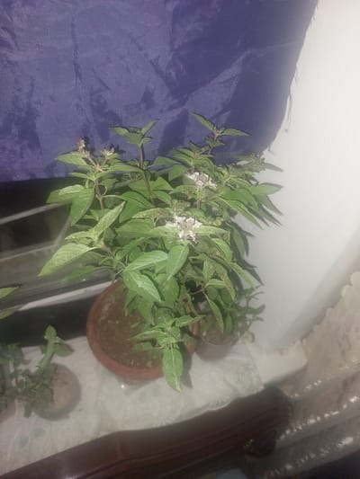 A potted basil plant with small white flowers is on a surface next to a white wall and a purple curtain. The plant has green leaves and stems. There is another small potted plant to the left of the basil. The scene is dimly lit. No specific location in Ması, Kyrgyzstan is identifiable from the image.