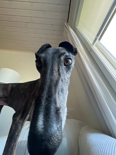 A brindle greyhound's face is framed in a low-angle close-up shot. The dog's long snout is in sharp focus, its eyes are wide and brown, and its ears are perked upwards. The dog is positioned indoors, with a pale yellow wall and white curtains visible in the background. A window with blinds is to the right, and a ceiling made of light wood planks is above. The dog is on a white couch. The location is not specified in the image or accompanying metadata.