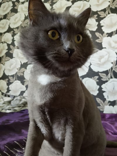 A medium shot shows a grey cat with yellow eyes and a white patch on its chest. The cat is sitting on a purple, silky surface in front of a dark background with a floral pattern of white roses. The cat's fur appears slightly fluffy, and it is looking to the right of the frame with a curious expression. Its whiskers are visible, fanning out from its nose. The lighting is soft, suggesting it could be indoors during the day or in the evening. The setting appears to be a domestic environment. There is no visible text in the image.