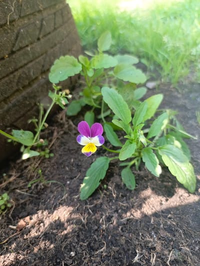 In Zalesovo, Russia, a single, small, purple, yellow, and white viola flower blooms in dark soil. The flower is centrally located in the frame, with its petals unfurled. It is surrounded by green leaves and stems of the same plant, which are vibrant and healthy. To the left of the flower, a dark, rough-textured object, possibly a brick or wooden structure, is partially visible, casting a shadow. The background consists of blurred green grass and foliage, suggesting an outdoor environment. The lighting indicates it is daytime, with some sunlight filtering through, creating a soft glow and dappled shadows on the soil.