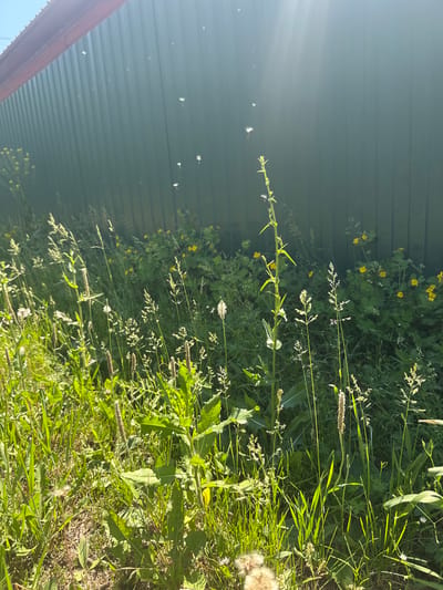The image captures a sunlit scene outdoors in Rossoshi, Russia, featuring a close-up view of tall green grass and various wildflowers. A dark green corrugated metal fence forms the backdrop, with a reddish-brown eave visible at the top. White dandelion seeds are dispersed in the air, catching the sunlight and creating a hazy effect against the fence. The foreground is dominated by lush green vegetation, including flowering grasses and broad-leafed plants, with small yellow flowers scattered throughout the greenery. The lighting suggests it is daytime, with strong sunlight casting shadows and highlighting the textures of the plants. No people or animals are present in the frame.