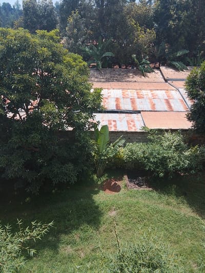 The image presents an elevated view of an outdoor scene in Karingani ward, Kenya. In the foreground, a vibrant green grass lawn occupies the lower half of the frame. A large, verdant tree with dense foliage is prominent on the left, casting a significant shadow onto the grass. Towards the center-midground, a plant with broad, banana-like leaves stands upright, next to an exposed patch of reddish-brown soil. Immediately to its right, on the grass, a dark, rectangular area containing burnt debris or ash indicates a fire pit or refuse burning location. A low, light-colored stone or concrete wall, partially obscured by dense green shrubbery, spans horizontally across the midground. Behind this wall, multiple structures with corrugated metal roofs are visible. These roofs exhibit varying degrees of rust, displaying patches of silvery-grey and reddish-brown coloration. A dark, thin line, possibly a pipe or cable, runs across one of the roof sections. The background is dominated by a dense forest canopy comprising numerous trees of varying heights and shades of green. A narrow strip of clear, light blue sky is visible at the very top of the frame. No individuals are present in the scene, and no active interactions are depicted.
