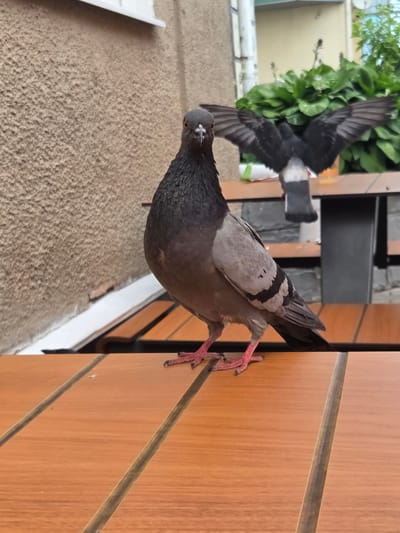 The image depicts two pigeons in what appears to be an outdoor seating area of a cafe or restaurant. The foreground features a pigeon standing on a wooden table, facing the camera. Its body is predominantly gray with some darker plumage around its neck and darker markings on its wings. Its legs and feet are a vibrant pink. In the background, another pigeon is captured in mid-flight with its wings spread wide. Behind the pigeons, there's a textured, light brown wall and lush green foliage. The scene suggests a common urban wildlife encounter in Sergiyev Posad, Russia, likely within a public space where these birds are accustomed to human presence.