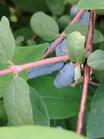 This media file captures a close-up view of several elongated, blue-purple berries growing on a plant. The berries are clustered together on thin, pinkish stems, surrounded by lush green leaves. One berry is particularly prominent, showing a distinct shape with a slight curve. The background is a blur of green foliage, suggesting a natural outdoor setting. A rough, brown stem with visible texture is also visible, adding depth to the composition. The lighting suggests it could be daytime, possibly early morning or late afternoon, given the soft, diffused light. There is no visible text in the image. The scene appears peaceful and serene, focusing on the natural beauty of the berries and their foliage. The location context provided is "Рассвет, Russia," which translates to "Dawn, Russia," further supporting the possibility of early morning light.
