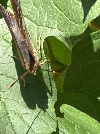 An extreme close-up shows a butterfly with brown and orange wings resting on a vibrant green leaf. The butterfly's body is brown and segmented, with thin legs extending outwards. Its antennae are long and dark, each tipped with a small orange club. The leaf it rests upon has a prominent network of veins, suggesting it is a large leaf with a textured surface. The lighting suggests it is daytime, with sunlight casting a shadow of the butterfly onto the leaf. The background is blurred, but appears to be more greenery, hinting at a natural outdoor setting. There is no visible indication of the city of Zvenyhorodka, Ukraine, in this image.