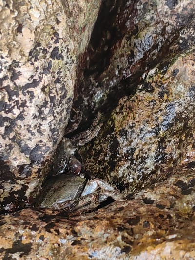 Two crabs are nestled within a crevice of a rocky shoreline, likely near Utios, Ukraine. The crabs are partially concealed by the rugged, uneven surfaces of the rocks. The environment appears to be a natural, coastal setting, possibly a tide pool or a rocky beach. The lighting suggests it is daytime, with shadows indicating the time of day and the depth of the crevice. The texture of the rocks is rough and varied, with patches of dampness and possibly algae or lichen.