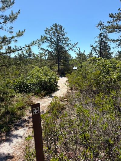 The image depicts a sunlit outdoor scene along a sandy path winding through a wooded area. The path is flanked by dense green foliage, including trees with needle-like leaves and smaller leafy shrubs. In the foreground, a brown trail marker sign with a white arrow pointing forward is visible. Further along the path, a white sign is attached to a tree, though its details are obscured. The sky above is clear and blue, suggesting a bright, sunny day. The overall atmosphere is serene and natural, indicative of a hiking or walking trail in a natural setting. The location is noted as the Town of Southampton, United States of America.