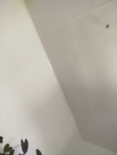 The image shows a wall and ceiling, with a shadowy corner and some plant leaves in the bottom left. The wall is a light color, and the ceiling is also a light color with some subtle shadows. There is a small dark spot on the ceiling in the upper right quadrant. The lighting suggests an indoor environment, possibly during the day, given the shadows. No people are visible. The overall impression is one of a simple, domestic interior. The location context is Naryn City, Kyrgyzstan, but this is not evident from the image itself.