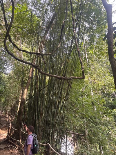 A person with a dark-haired buzz cut, wearing a lavender short-sleeved shirt, dark backpack, and appearing to hold a phone or camera, leans forward in a lush, forested environment. He seems to be taking a photograph or video. The background consists of dense bamboo stalks, trees, and vines, typical of a tropical or subtropical environment. The photograph is taken in Tambon Thai Mueang, Thailand.
