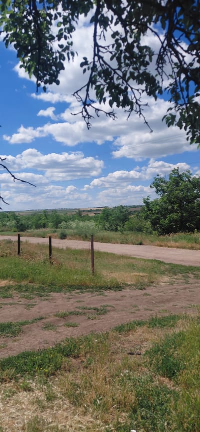 The image captures a rural landscape, likely on the outskirts of Ketrysanivka, Ukraine. The foreground is dominated by a dirt road and a patch of dry grass. A simple wire fence with two metal posts runs across the middle ground, separating the road from a field of green vegetation. Beyond the field, a dense line of trees stretches across the horizon, with a few scattered fields of brown earth visible amongst them. The sky is a vibrant blue, dotted with fluffy white clouds. In the upper portion of the image, the dark branches of a tree with green leaves frame the scene. The overall impression is one of a serene, sun-drenched day in a rural setting.