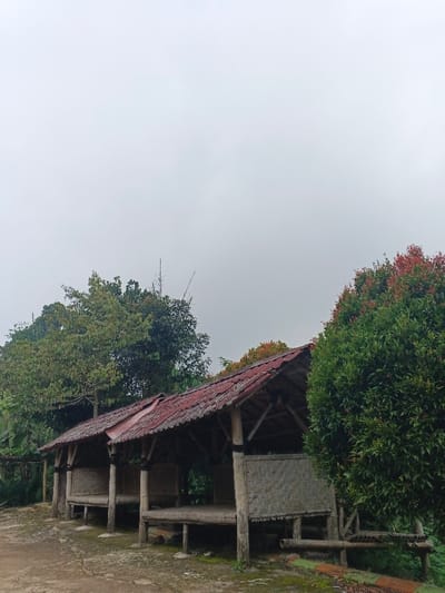The image displays an outdoor scene in Makilala, Philippines, featuring two open-sided, elevated huts positioned from left to right across the midground. Each hut is constructed with wooden or bamboo posts and a platform floor, topped with a corrugated metal roof that exhibits weathering and a reddish-brown hue. The rear sections of the huts feature woven bamboo or rattan panels. No individuals are present.
To the left and behind the huts, dense green foliage from large trees is visible. To the right of the structures, a prominent, leafy shrub or small tree displays a mix of vibrant green leaves and distinctive reddish-orange new growth. The ground in the foreground consists of packed earth or gravel, with scattered patches of green moss. The sky is uniformly overcast and light grey, suggesting a cloudy or misty atmospheric condition. The scene lacks any discernable human activity or objects beyond the natural and structural elements.