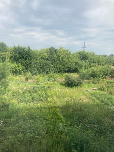 A wide shot captures an overgrown, natural landscape under a cloudy sky. A dense line of green trees forms the background, with a tall, metal electricity pylon visible to the right of center. The foreground is a thick expanse of various green plants, including tall grasses, bushes, and smaller wildflowers. A thin, rusty metal pole with what appears to be a small, white circular object attached to it is positioned horizontally across the mid-ground, slightly to the left of center. In the mid-ground to the right, there are two wooden planks placed side-by-side on the ground. The scene appears to be a semi-wild area, possibly on the outskirts of a rural or suburban setting within the city of Krugloye, Russia. There are no people or animals visible in the image.