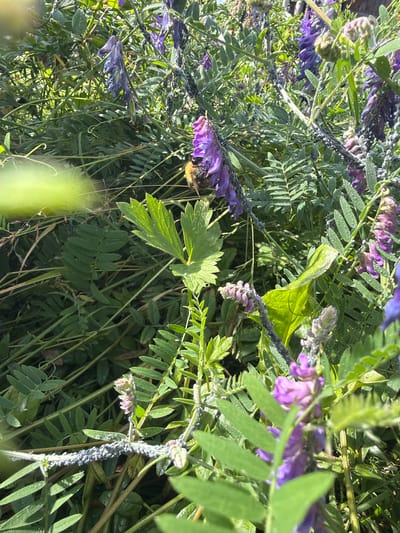A close-up, high-angle shot shows a bumblebee on a cluster of purple flowers in a natural setting. The bumblebee is in the middle right of the frame, facing left and appears to be collecting nectar. The flowers are a vibrant purple with some unfurled petals and others still in bud. The surrounding foliage is lush and green with feathery leaves. Some of the stems are covered in a light gray, dusty substance. The scene is bathed in bright sunlight, suggesting it is daytime. The focus is sharp on the bumblebee and the flowers, with the background appearing slightly blurred, creating a sense of depth. The image evokes a feeling of nature and the activity of pollination. No text is visible in the image. The location context is Манихино Снт, Russia.
