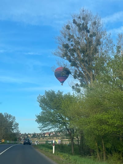 A horizontal shot captures a blue sky with light cloud streaks, bisected by foliage and a roadway. A hot air balloon, red and black, is positioned between trees that are abundant with mistletoe. A road with a black car and multiple road signs line the right edge. A settlement with houses is also visible along the road. This is possibly near Cserszegtomaj, Hungary.