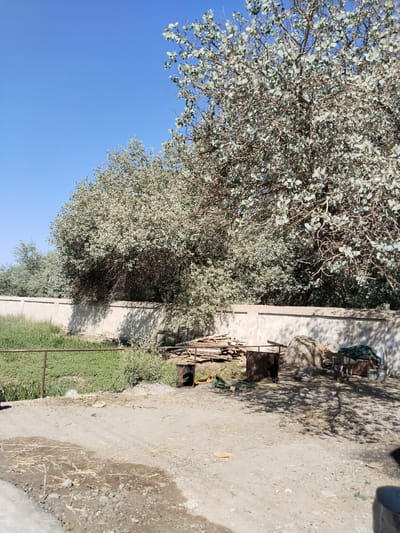The image depicts a sunny outdoor scene in the city of Chalysh, Uzbekistan. In the foreground, a dusty dirt ground is visible, with scattered straw and some patchy mud. A short, rusted metal fence runs horizontally across the middle ground, separating the dirt area from a strip of green grass and vegetation. Behind the grass, a low concrete wall runs the length of the image, casting shadows from an unseen source.
Dominating the background are large, leafy trees with pale green foliage. The branches of the trees create a dense canopy, obscuring a significant portion of the wall. The sky above is a clear, bright blue.
To the right side of the image, near the concrete wall, several objects are scattered on the dirt. These include a pile of wooden planks, a rusty metal barrel, a large rounded mound covered in burlap or sacking, and some green fabric. A metal chair and bucket are also present. No people are visible in the image. The overall impression is one of a rural or semi-rural yard, possibly used for storage or work.