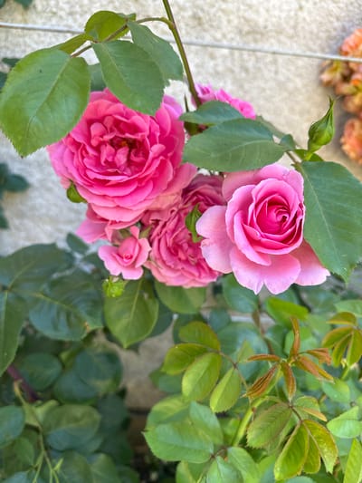 The image shows a close-up of pink roses in bloom, surrounded by green foliage. The roses are various sizes and stages of bloom, from buds to fully open flowers. The leaves are a deep green and appear healthy. The background is a textured, off-white or light gray surface, possibly a wall or building. The location of Lehchevo, Bulgaria is not evident from the image. There are no people visible, and the only actions are the natural processes of plant growth and blooming.