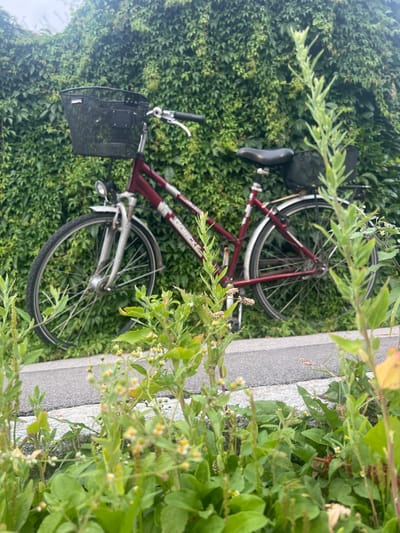 A red and silver bicycle is parked leaning against a dense wall of green ivy. The bicycle has a black basket attached to the handlebars and a black rack over the rear wheel. The front wheel and part of the frame are visible, along with the handlebars, seat, and pedals. The bicycle appears to be a step-through model. A paved path runs in front of the ivy wall, with a white line marking its edge. In the foreground, various green plants and small white flowers grow along the edge of the path. The background is dominated by the lush ivy, which forms a thick green backdrop. The image appears to have been taken outdoors in daylight. The scene is consistent with a location in Moosburg, Germany, possibly a park or a quiet street lined with vegetation. There are no people visible in the image.