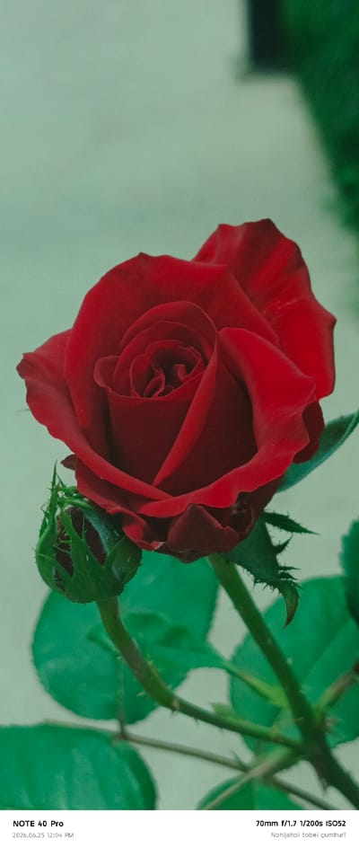 This vertical, close-up photograph features a vibrant red rose in full bloom, with a smaller rose bud positioned to its left and below. The rose petals are intricately layered, showcasing the classic spiral pattern of a rose, and are illuminated by soft lighting that highlights their velvety texture. The rose and its bud are set against a softly blurred background of pale green and darker green foliage, suggesting an outdoor setting like a garden.

The lower portion of the image contains visible text. In the bottom left corner, it reads "NOTE 40 Pro" and "2026.06.25 12:04 PM," indicating the device used for the photograph and the date and time it was taken. To the right, additional text provides camera settings: "70mm f/1.7 1/200s ISO52" and "Nohijahoi tobei çumhurī." This suggests the photo was taken in Roghun, Tajikistan, and includes a phrase likely related to the subject or location. The image is sharp on the rose and bud, with a shallow depth of field that blurs the background, drawing the viewer's attention to the delicate details of the flower. The overall mood is one of natural beauty and tranquility.