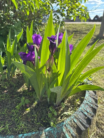 The image captures a vibrant outdoor scene, likely a garden or yard in Луптюг, Russia, on a clear, sunny day. The main subjects are a cluster of purple irises with long, slender green leaves, brightly illuminated by direct sunlight. Several irises are in full bloom, showcasing their deep violet petals, while others are still in bud form.
To the right, a weathered black tire, partially painted in a flaking teal or blue-green hue, serves as a rustic border or planter for the flowers. The ground around the irises and tire is covered in green grass, interspersed with some dried grass clippings and small weeds. Strong sunlight casts distinct shadows, indicating a bright day, likely morning or afternoon.
In the background, out of focus, green foliage from trees or shrubs is visible under a light blue sky with faint clouds. A distant, dark structure or fence line can also be discerned. The overall impression is one of natural beauty and a simple, functional garden setting. There are no people or visible text in the image.