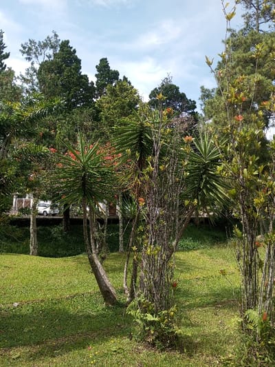 This media file captures a vibrant outdoor scene, likely a garden or park, in Palasari, Indonesia, on a clear day. The setting is dominated by abundant greenery, featuring a mix of trees, shrubs, and a well-maintained grassy lawn.

In the foreground and mid-ground, several distinctive palm-like plants with stiff, spiky, long green leaves are prominent, reaching upwards from thick, textured trunks. Interspersed among these are various bushes and slender trees, some bearing small, reddish-orange flowers or fruit-like clusters, adding splashes of color to the verdant landscape. The ground is covered in lush green grass, with patches of sunlight and shadow indicating a bright day with overhead light.

In the background, behind the dense foliage, tall coniferous trees with dark green needles stand against a bright blue sky dotted with fluffy white clouds. Through a break in the trees on the left side of the mid-ground, a white car is partially visible, parked near a building that appears to be a house or villa with white walls and dark accents. The overall impression is one of a peaceful, tropical or subtropical environment, rich in diverse plant life. No people or visible text are present in the image. The time of day appears to be daytime, with clear weather.