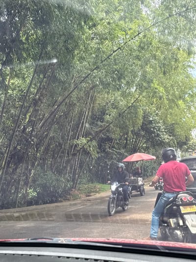 The image depicts a street scene in Pitalito, Colombia, captured from inside a vehicle looking through the windshield. The foreground shows the top of a reddish dashboard. On the left, a dense stand of tall, green bamboo trees lines the side of the paved road.

Three individuals on motorcycles are visible on the road, traveling in the same direction as the camera. In the immediate foreground on the right, a person wearing a red t-shirt, blue jeans, and a black full-face helmet is seated on a dark-colored motorcycle, displaying license plate "NXG 27D". Ahead and to the left of this motorcycle, another individual in a dark jacket and dark helmet rides a dark motorcycle that is towing a dark, two-wheeled trailer. A red umbrella is deployed over the trailer, obscuring its contents. Further behind the trailer, another dark vehicle is partially visible. The road surface appears to have some reflective patches. The sky is partially visible through the bamboo foliage.
