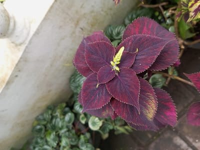 A burgundy Coleus plant with textured leaves sits beside a white concrete structure. The leaves exhibit a mix of burgundy and yellow-green hues. Small green plants with rounded leaves surround the Coleus at its base. The composition is captured from a slightly elevated perspective, showcasing the arrangement of the foliage and the concrete structure.