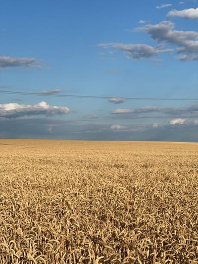 The image depicts a vast, golden field of ripe wheat stretching to the horizon under a bright blue sky with scattered white and gray clouds. Two thin, dark power lines are visible horizontally across the upper portion of the frame. The wheat stalks are densely packed, appearing dry and ready for harvest. The scene is a natural landscape, devoid of human presence or any urban elements. It is likely a rural agricultural area, possibly in or around Měnín, Czechia, given the context of the prompt. The lighting suggests it is daytime, with the sun casting shadows and highlighting the texture of the wheat.