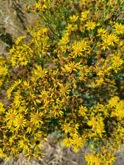 The image is a close-up, overhead shot of a dense cluster of small yellow wildflowers with brown centers. The flowers have numerous ray florets and appear to be in various stages of bloom, with some fully open and others still developing or past their prime. The stems are green and leafy, and the background consists of dry, straw-colored grass and muted green foliage, suggesting an outdoor, natural setting. The lighting appears to be bright, casting some shadows and highlighting the textures of the flowers and vegetation. The scene is devoid of any human presence or activity. The location of this image is in Rushcliffe, United Kingdom.