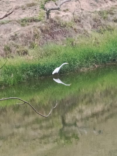 The image shows a white bird, possibly an egret or heron, at the edge of a body of water, likely a river or pond. The bird is positioned near a bank covered in green grass. The water reflects the bird's image. A bare tree branch extends into the lower left portion of the frame. The background consists of a bank with a mix of dry grass and shrubbery, with a tree visible. The location is stated to be Los Leoncitos, Venezuela.
