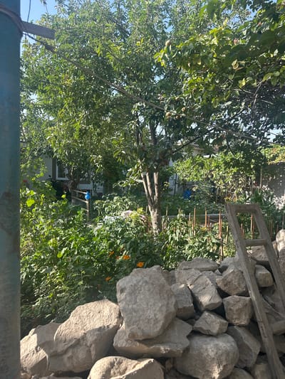 In the city of Farkhor, Tajikistan, this image depicts a sun-drenched, overgrown backyard garden. A large tree laden with fruit dominates the center, its branches casting dappled shadows on the lush greenery below. Amidst the foliage, a small, light-colored house is partially visible, with a window and what appears to be a motorcycle parked outside. A wooden ladder leans against a rustic stone wall in the foreground, which is piled high with large, rough-hewn rocks. The scene is alive with the vibrancy of nature, with various plants and orange flowers adding touches of color to the verdant landscape.
