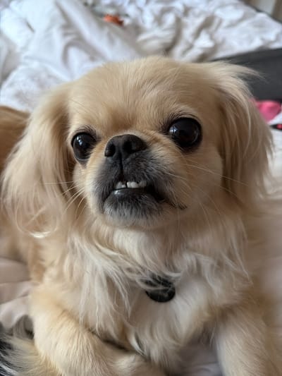 A close-up, eye-level shot shows a small, light-colored dog with long, fluffy fur. The dog has large, dark eyes and its mouth is slightly open, revealing small, white teeth. Its nose is black. The dog appears to be lying on a white, textured surface, possibly a bed. The background is blurred, but suggests a domestic indoor setting. The overall impression is of a pet at rest. The image does not contain any specific indicators of location within Southend-on-Sea, United Kingdom.