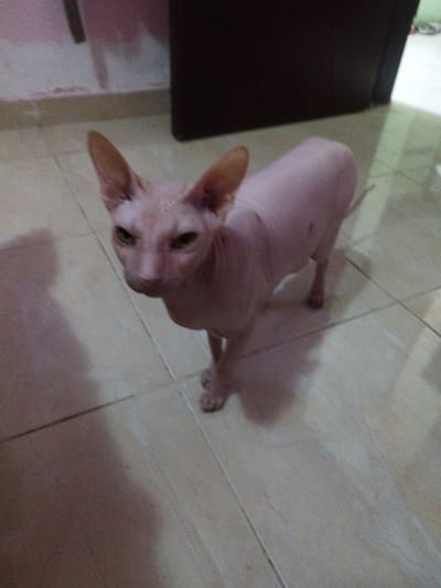 A hairless cat, likely a Sphynx, stands on a tiled floor. The cat has pink skin and large ears, with its body facing towards the right of the frame. Its head is turned towards the viewer, and it has green eyes. The floor tiles are a light tan color with visible grout lines. In the background, a dark brown piece of furniture or object is visible. The lighting suggests it is indoors, possibly during the daytime. The overall scene appears to be a residential setting in Al Ahia', Egypt. There is no visible text in the image.