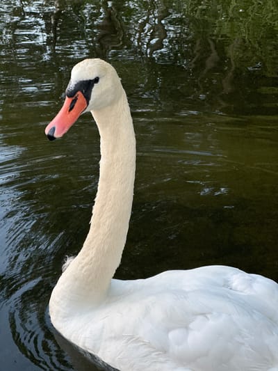 A close-up, medium shot captures a white swan gliding through dark, rippling water. The swan's head and neck are prominently featured, with its beak a vibrant orange with a black tip and a black marking near the nostril. Its eye is a dark, solid dot. The swan's feathers are pristine white, and its body tapers off the right side of the frame. The water is a deep, murky green, reflecting dark, blurred shapes of trees and foliage from the surrounding environment. The lighting suggests an overcast day or dappled shade. The image does not contain any specific identifiable landmarks of Слабодкаўскі сельскі Савет, Belarus.